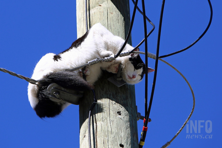 cat-on-pole-2