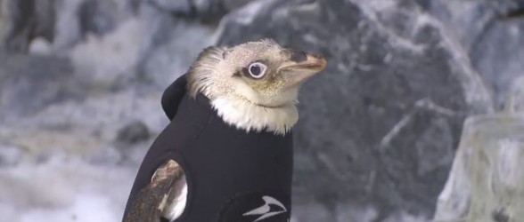 کاپشن ویژه برای پنگوئنی که پرهایش را از دست داد(فیلم)