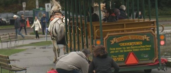 رم کردن اسبها در استنلی پارک منجر به مجروح شدن چند توریست شد(فیلم)