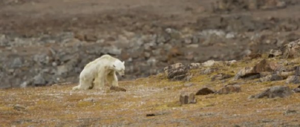 تصاویر غم انگیز آخرین لحظات زندگی خرس قطبی گرسنه در شمال کانادا(فیلم)