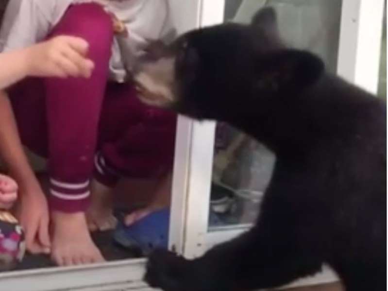 مرد وست ونکووری به جرم غذا دادن به خرس از خانه باید در دادگاه حاضر شود